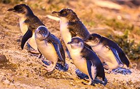 Blue Penguin Colony